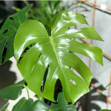 Indoor Plant Nutrients