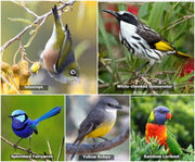 Native Bird Collection