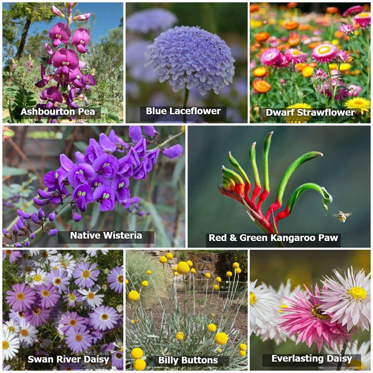 Wildflowers for Native Pollinators