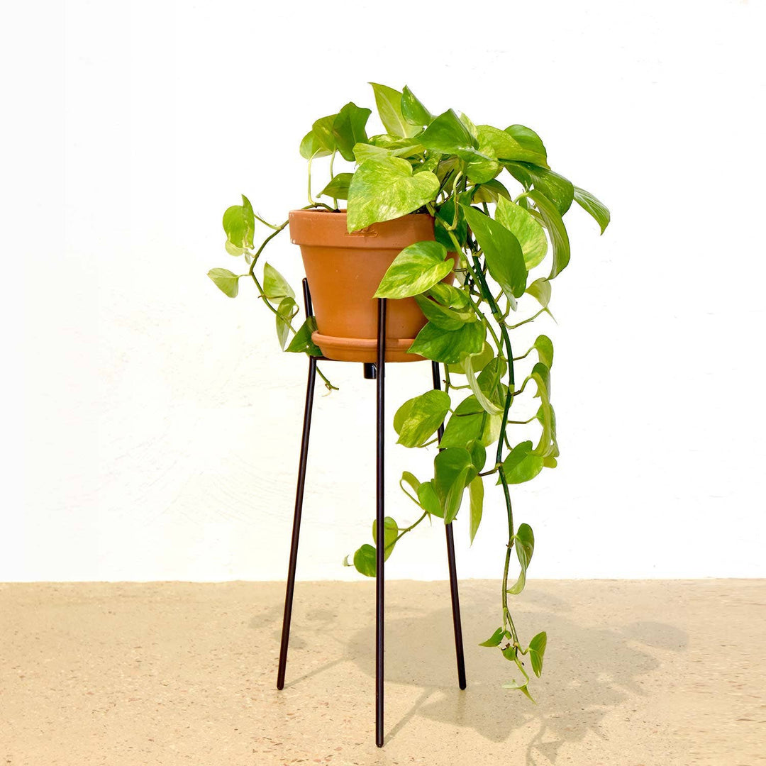 Wire Plant Stand (TALL) in CHROME