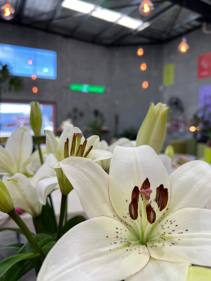 Lily’s at Plant Playground 