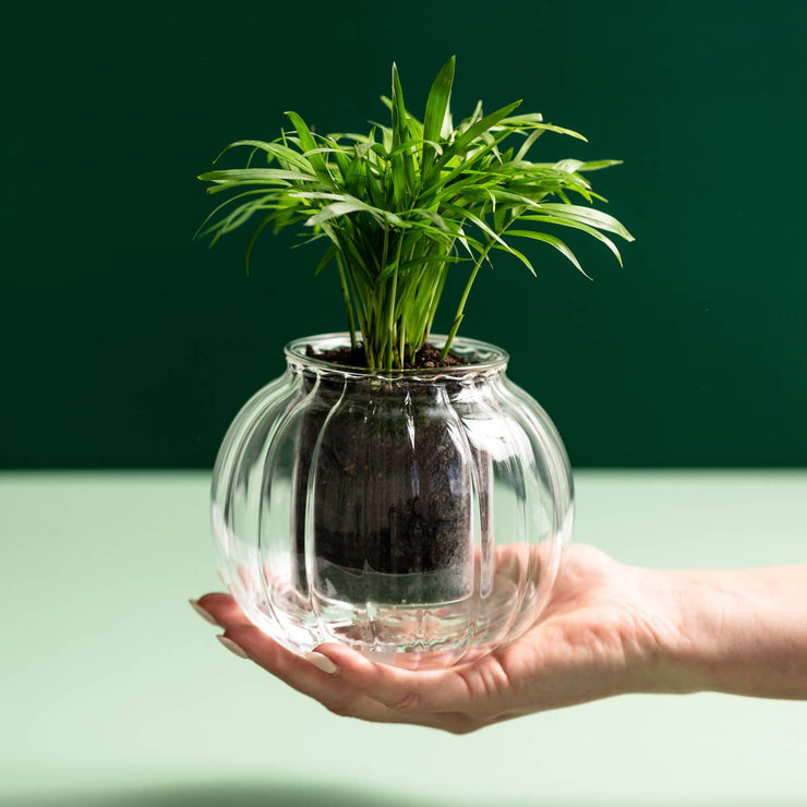 Medium Ribbed Glass Self-Watering Planter: