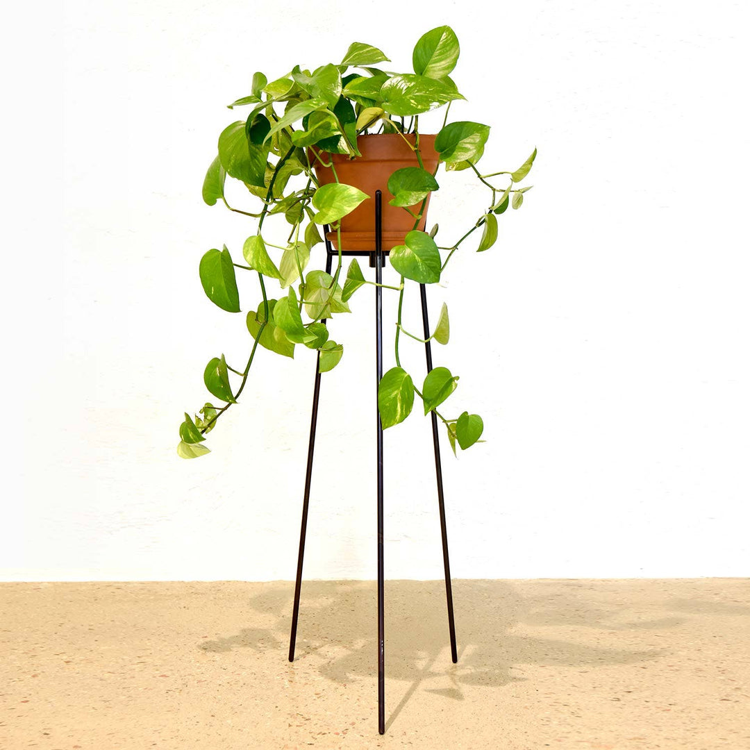 Wire Plant Stand (TALL) in CHROME