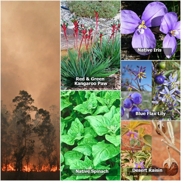 Bush Fire Seed Collection