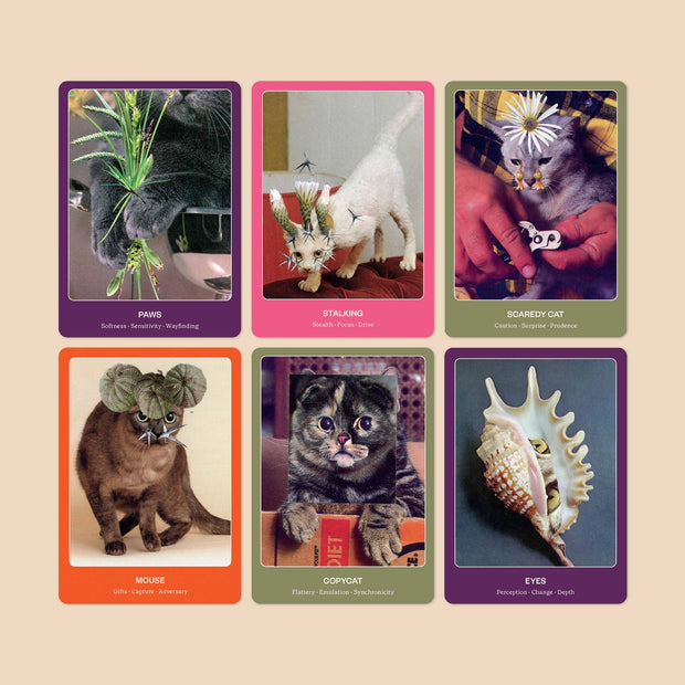 The Cat Oracle