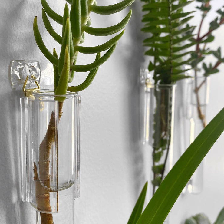 Clear Test Tube Plant Hangers. Propagation Wall Station.: Wall Screw