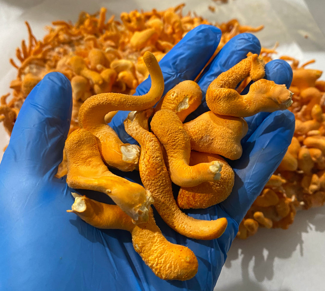 Mycro Cordyceps