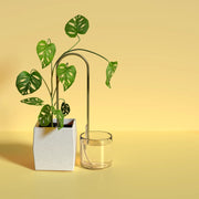 Self Watering Plant Climber
