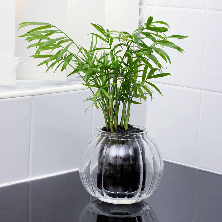 Medium Ribbed Glass Self-Watering Planter: