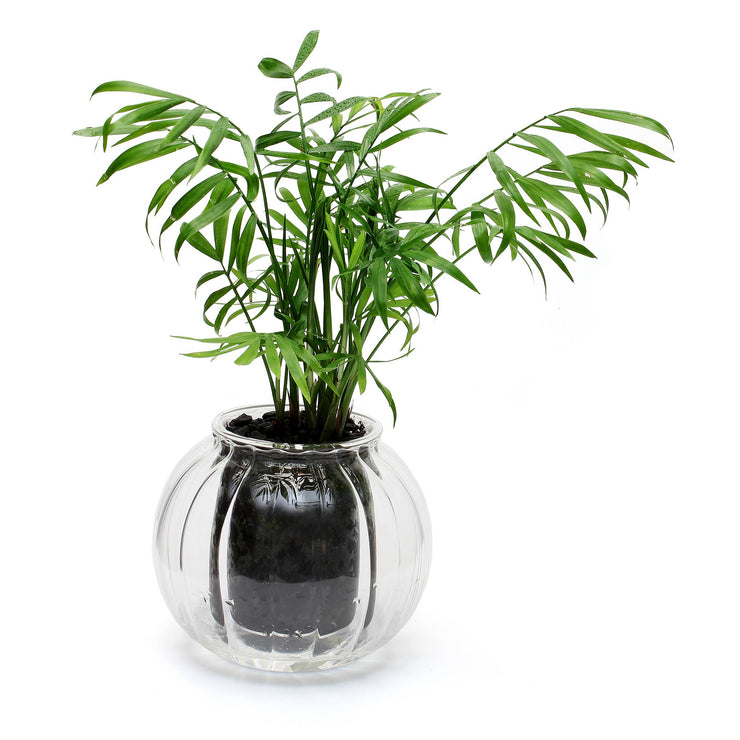 Medium Ribbed Glass Self-Watering Planter: