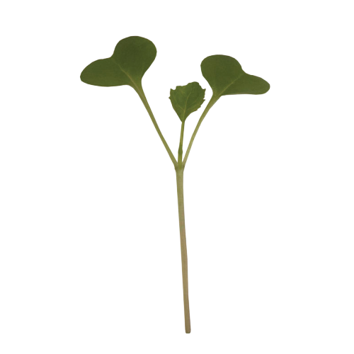 Broccoli | 12 Seedmats