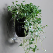 Wall-mounted Self-watering Glass Pot 🌱