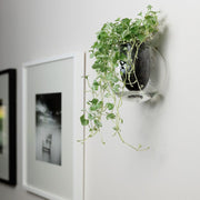 Wall-mounted Self-watering Glass Pot 🌱