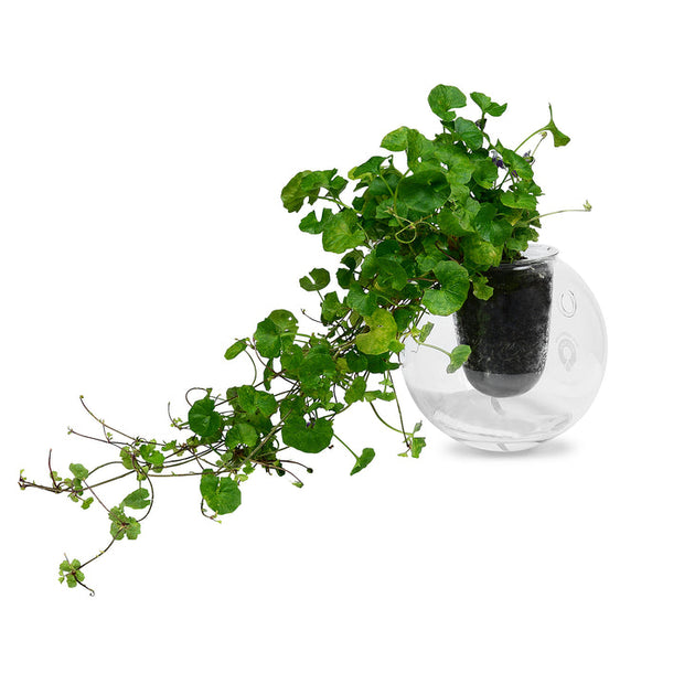 Wall-mounted Self-watering Glass Pot 🌱