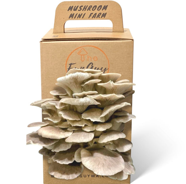 Mushroom Kit by The FunGuy WA