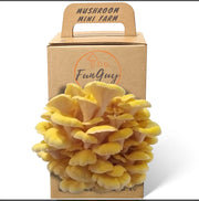 Mushroom Kit by The FunGuy WA