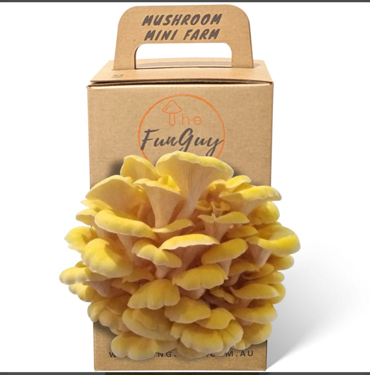 Mushroom Kit by The FunGuy WA