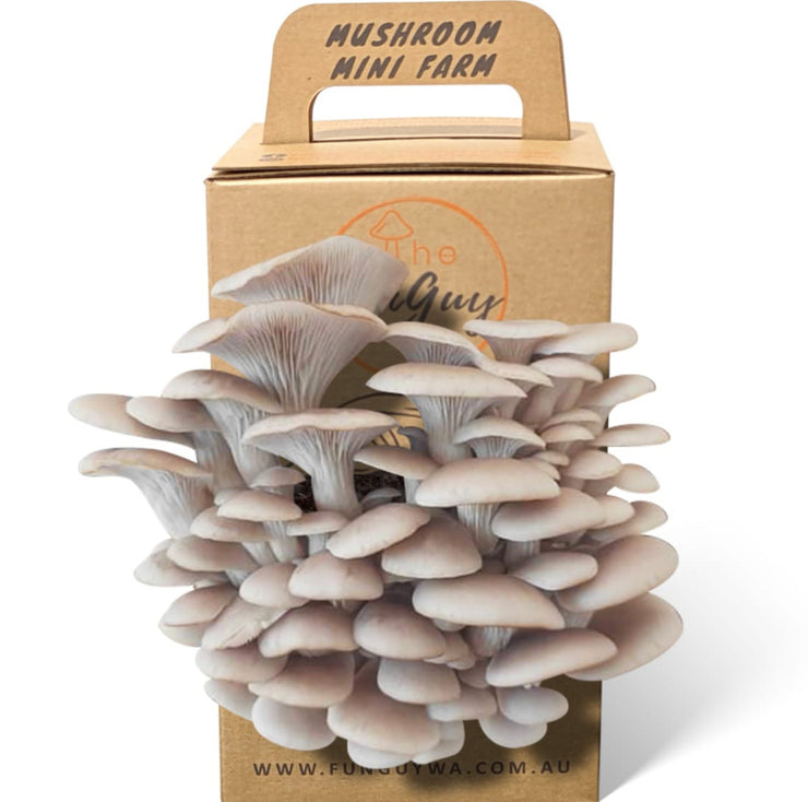 Mushroom Kit by The FunGuy WA