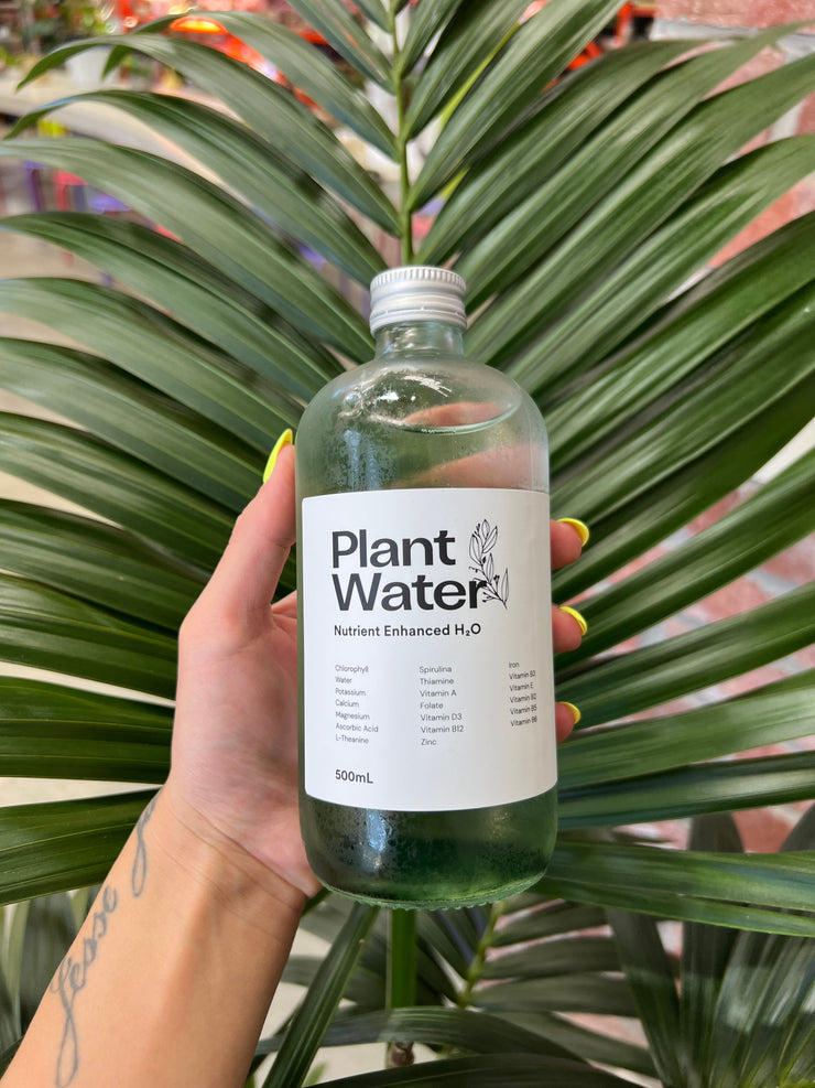 Plant Water / case of 12 🌱💦